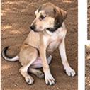 Shelter Stray Male Dog last seen , 3607 N Armenia Ave, Tampa, FL 33607, USA