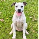 Shelter Stray Female Dog last seen , 3607 N Armenia Ave, Tampa, FL 33607, USA
