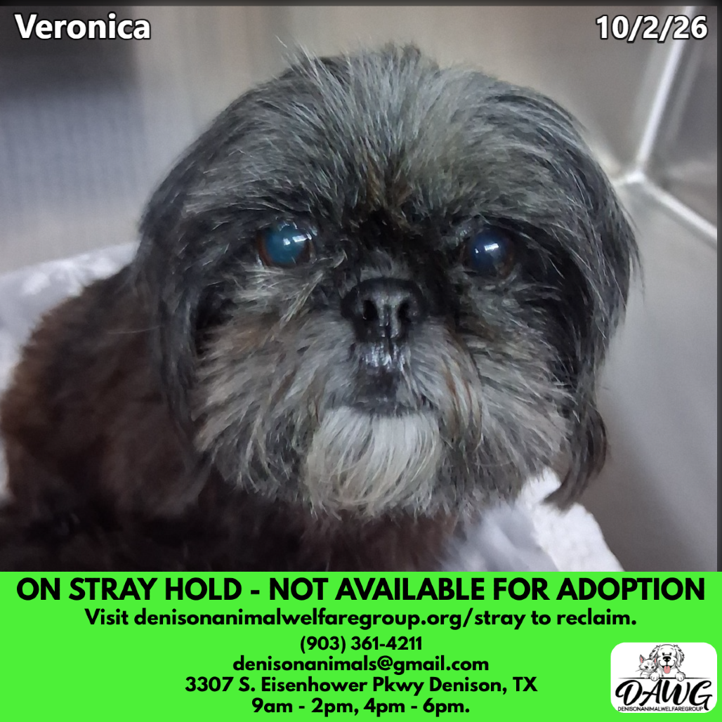 Shelter Stray Female Dog last seen , 3307 S Eisenhower Pkwy, Denison, TX 75020, USA