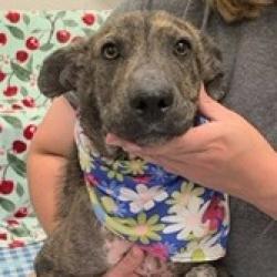 Shelter Stray Female Dog last seen , 3607 N Armenia Ave, Tampa, FL 33607, USA