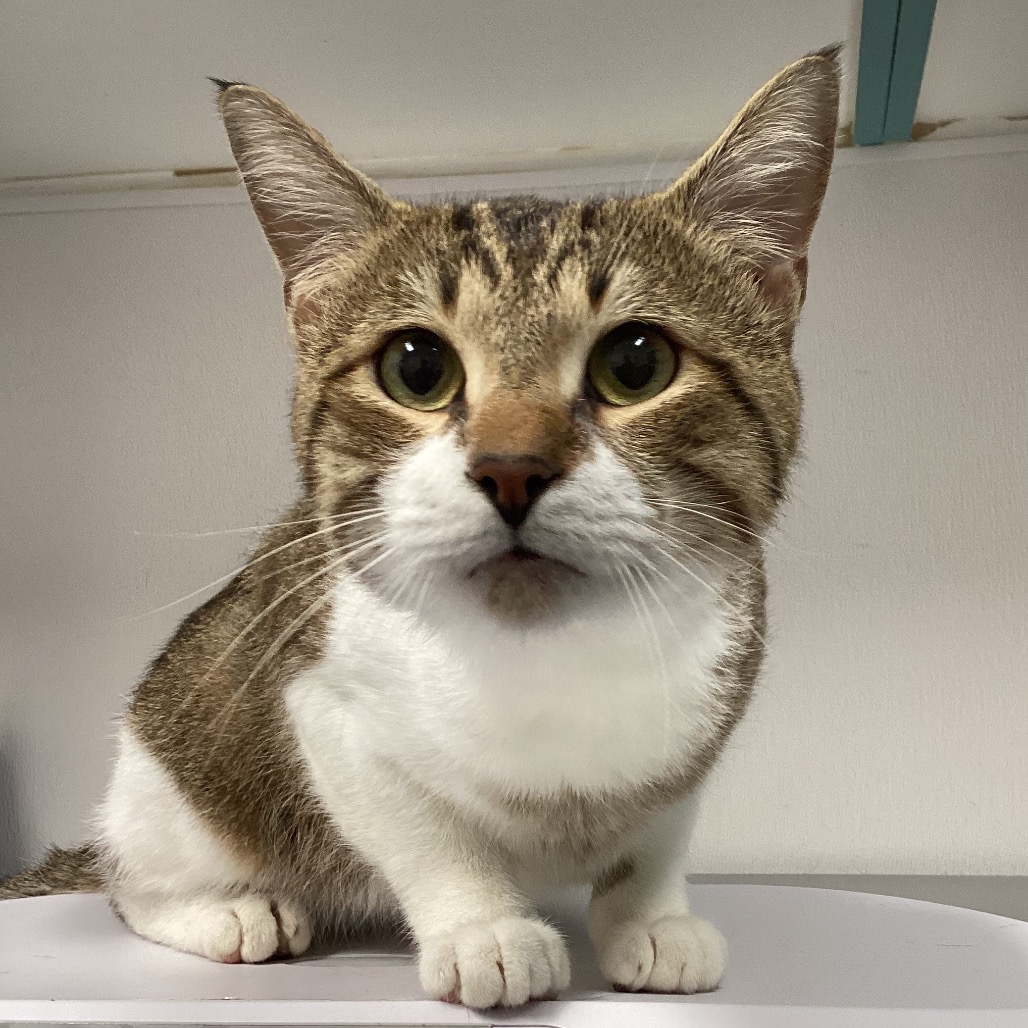 Shelter Stray Male Cat last seen , 3607 N Armenia Ave, Tampa, FL 33607, USA
