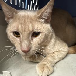 Shelter Stray Male Cat last seen , Animal Care & Control Team of Philly, 111 W Hunting Park Ave, Philadelphia, PA 19140, USA