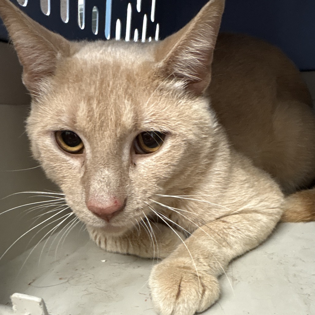 Shelter Stray Male Cat last seen , Animal Care & Control Team of Philly, 111 W Hunting Park Ave, Philadelphia, PA 19140, USA