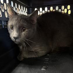 Shelter Stray Male Cat last seen , Animal Care & Control Team of Philly, 111 W Hunting Park Ave, Philadelphia, PA 19140, USA