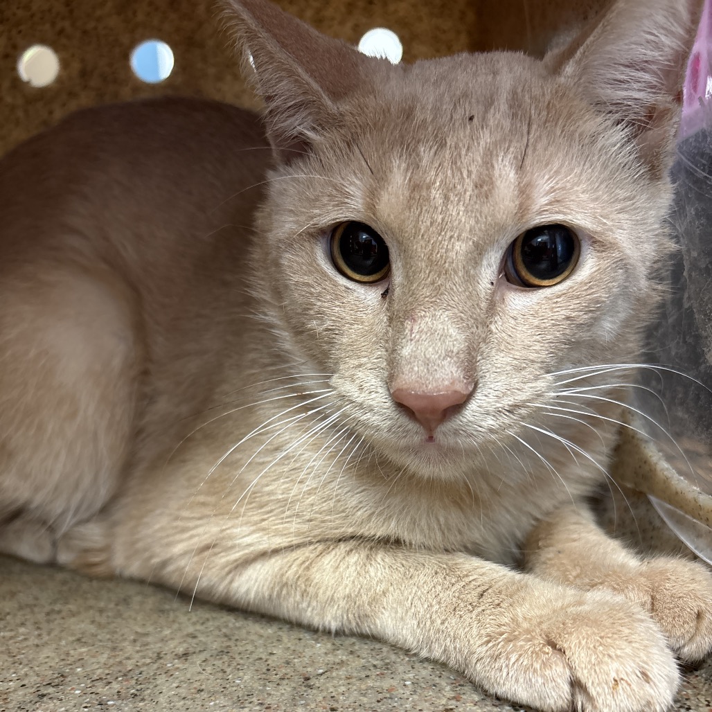 Shelter Stray Male Cat last seen , Animal Care & Control Team of Philly, 111 W Hunting Park Ave, Philadelphia, PA 19140, USA