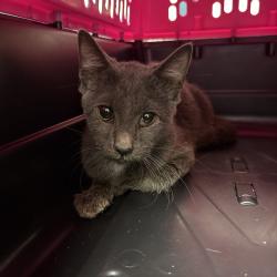 Shelter Stray Male Cat last seen , Animal Care & Control Team of Philly, 111 W Hunting Park Ave, Philadelphia, PA 19140, USA