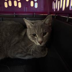 Shelter Stray Male Cat last seen , Animal Care & Control Team of Philly, 111 W Hunting Park Ave, Philadelphia, PA 19140, USA