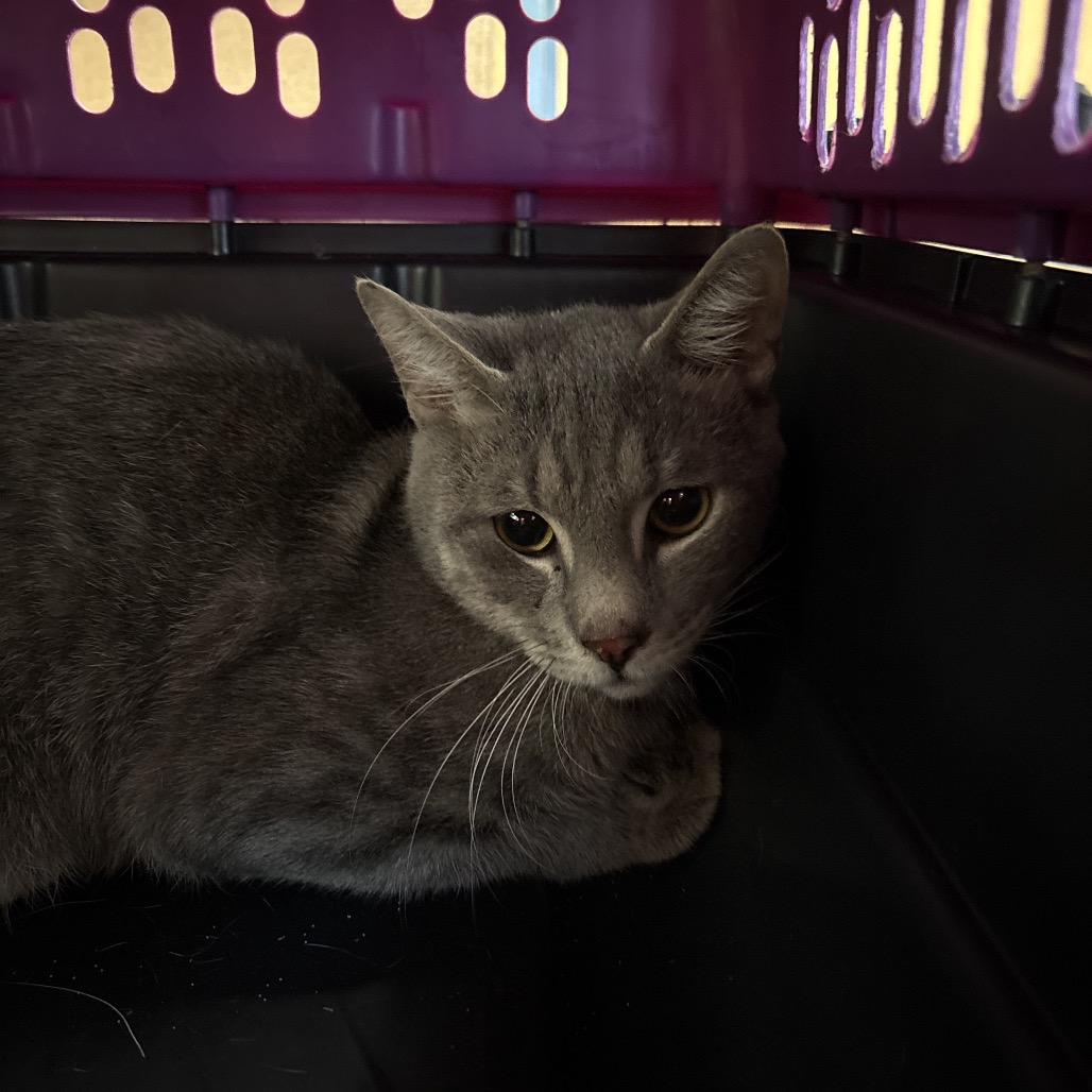 Shelter Stray Male Cat last seen , Animal Care & Control Team of Philly, 111 W Hunting Park Ave, Philadelphia, PA 19140, USA