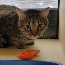 Shelter Stray Male Cat last seen , 361 S Raymond Ave, Pasadena, CA 91105, USA