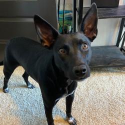 Shelter Stray Female Dog last seen , 361 S Raymond Ave, Pasadena, CA 91105, USA
