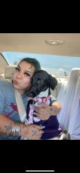 Lost Female Dog last seen Saint Jude shrine and church at the 38th and Boston intersection, San Diego, CA 92113