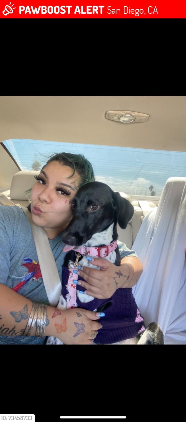 Lost Female Dog last seen Saint Jude shrine and church at the 38th and Boston intersection, San Diego, CA 92113
