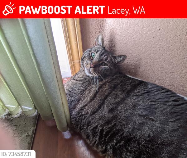 Lost Male Cat last seen park place lp se, Lacey, WA 98503