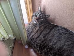 Lost Male Cat last seen park place lp se, Lacey, WA 98503