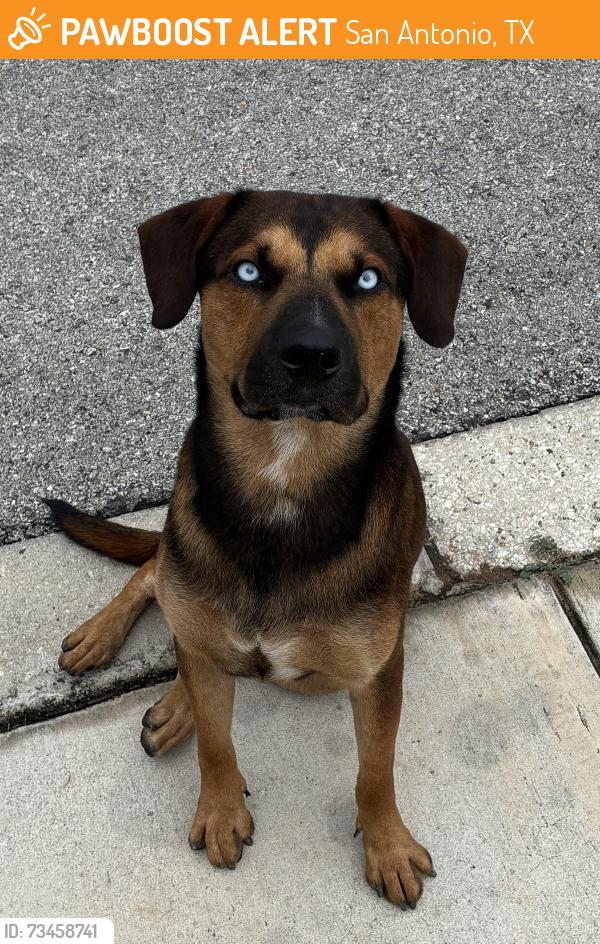 Found/Stray Male Dog last seen Tesoro Hills/ Big Creek, San Antonio, TX 78242