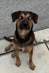 Found/Stray Male Dog last seen Tesoro Hills/ Big Creek, San Antonio, TX 78242