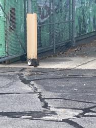 Found/Stray Unknown Cat last seen industrial blvd ne industrial area west and east sides of blvd behind in lots, Fridley, MN 55421