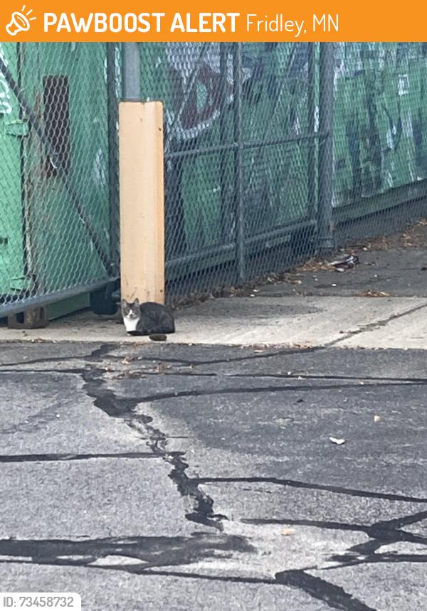 Found/Stray Unknown Cat last seen industrial blvd ne industrial area west and east sides of blvd behind in lots, Fridley, MN 55421