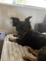 Found/Stray Male Dog last seen Vegas Dr, Las Vegas, NV 89106