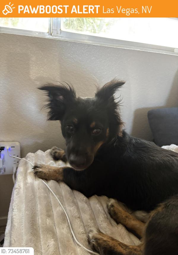 Found/Stray Male Dog last seen Vegas Dr, Las Vegas, NV 89106