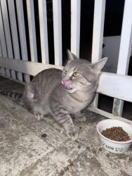 Found/Stray Unknown Cat last seen Spring Meadow Dr, Rowan County, NC 28147