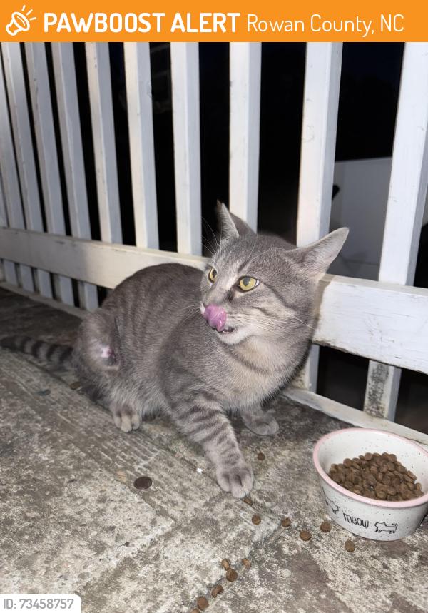 Found/Stray Unknown Cat last seen Spring Meadow Dr, Rowan County, NC 28147