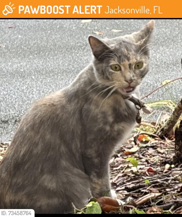 Found/Stray Unknown Cat last seen Oriely Dr & Prellie St, Jacksonville, FL 32210