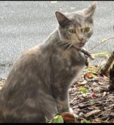 Found/Stray Unknown Cat last seen Oriely Dr & Prellie St, Jacksonville, FL 32210