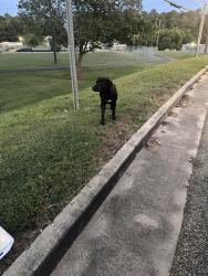 Lost Male Dog last seen Etowah park, Rome, GA 30161