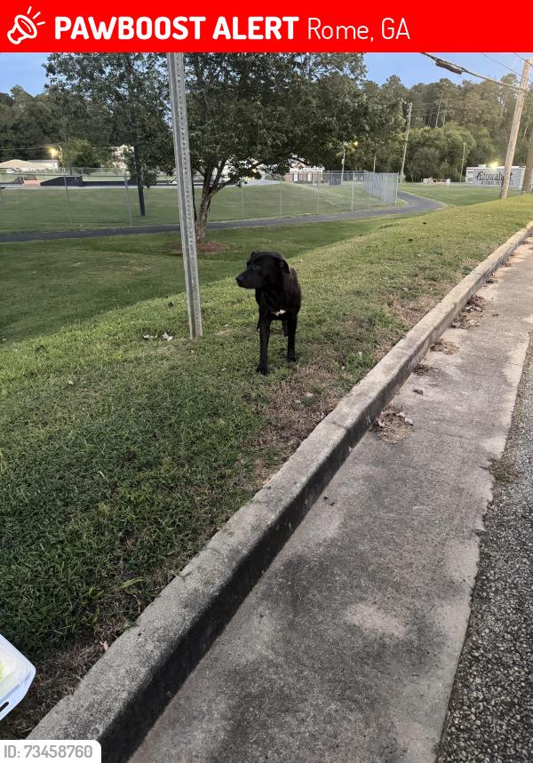 Lost Male Dog last seen Etowah park, Rome, GA 30161