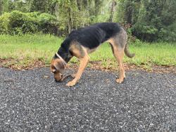 Reunited Female Dog last seen Ocala springs Elementary, Silver Springs, FL 34479
