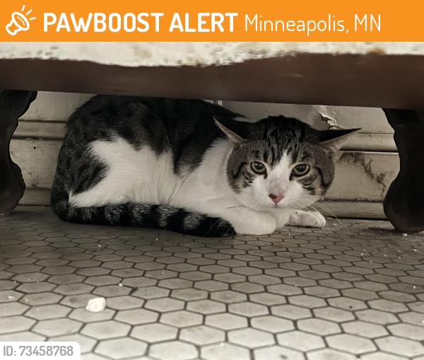 Found/Stray Unknown Cat last seen Near S 9th Ave, Minneapolis, MN 55402 Car parking lot, Minneapolis, MN 55403
