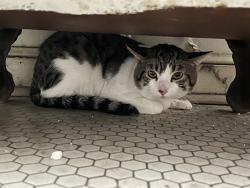 Found/Stray Unknown Cat last seen Near S 9th Ave, Minneapolis, MN 55402 Car parking lot, Minneapolis, MN 55403
