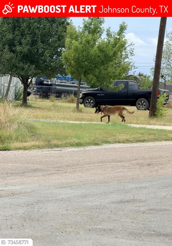 Lost Female Dog last seen Berry springs ln and 1012, Johnson County, TX 76058