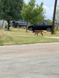 Lost Female Dog last seen Berry springs ln and 1012, Johnson County, TX 76058