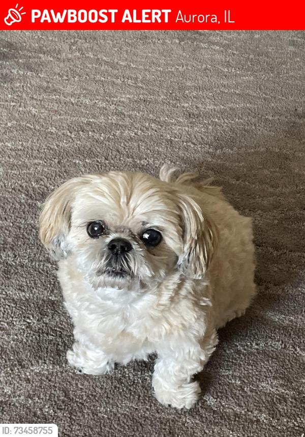 Lost Female Dog last seen Simms & Spencer, Aurora, IL 60505