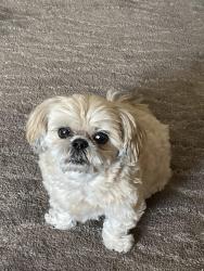 Lost Female Dog last seen Simms & Spencer, Aurora, IL 60505