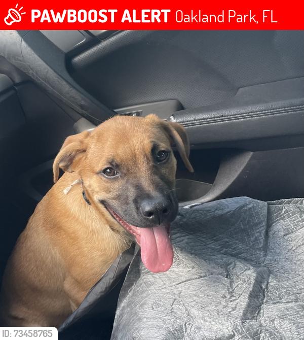 Lost Male Dog last seen McNab and Andrews Pompano Beach, Oakland Park, FL 33334
