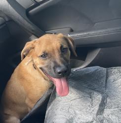 Lost Male Dog last seen McNab and Andrews Pompano Beach, Oakland Park, FL 33334