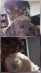 Reunited Female Dog last seen Bell's Ferry and Williams Dr., Marietta, GA 30066