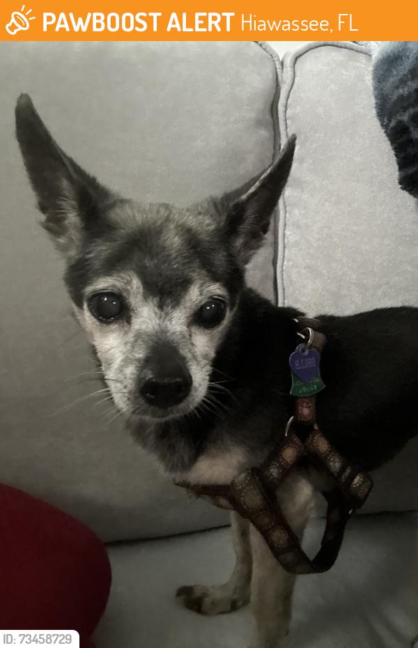 Found/Stray Female Dog last seen W Colonial Dr and N Powers Dr, 32818, Hiawassee, FL 32818