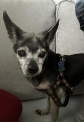 Found/Stray Female Dog last seen W Colonial Dr and N Powers Dr, 32818, Hiawassee, FL 32818
