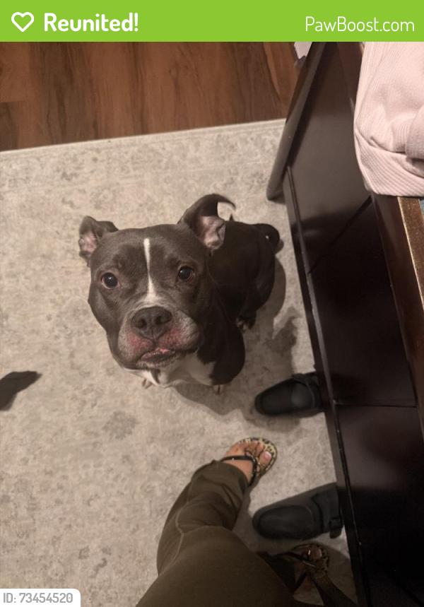 Reunited Female Dog last seen Near Longleaf Forest Ln, Jacksonville, FL 32210, USA, Jacksonville, FL 32210