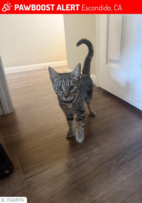 Lost Female Cat last seen Near e grand Ave, Escondido, CA 92027