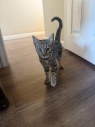 Lost Female Cat last seen Near e grand Ave, Escondido, CA 92027