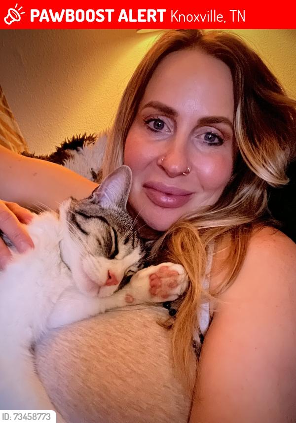 Lost Male Cat last seen cater atkins, Knoxville, TN 37918