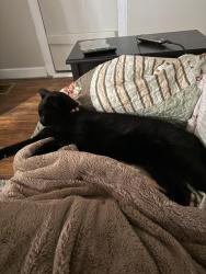 Lost Male Cat last seen Horn hill rd, Hughesville, PA 17737