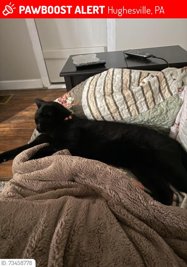 Lost Male Cat last seen Horn hill rd, Hughesville, PA 17737