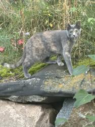 Found/Stray Unknown Cat last seen Townhouses near Bridgeview Park, Eagan, MN 55122