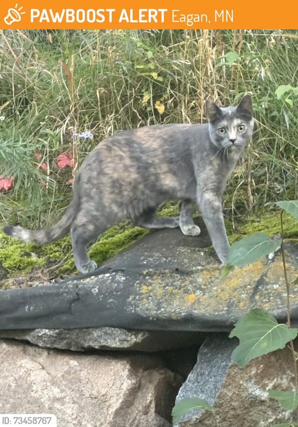 Found/Stray Unknown Cat last seen Townhouses near Bridgeview Park, Eagan, MN 55122